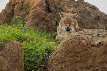 a boreal lynx resting in a rocky meadow