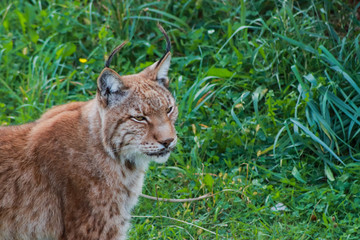 a boreal lynx resting in a rocky meadow