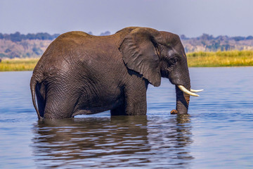 African elephant in water in Botswana