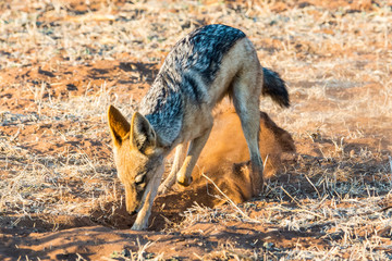 black backed jackel digging in the sand in Africa