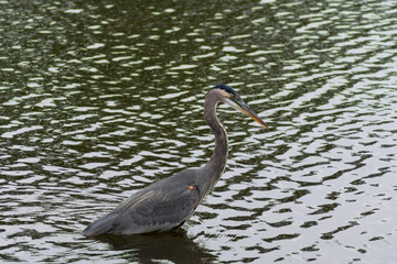 Wild Heron in South Pond in Lincoln Park Chicago