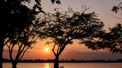 Silhouette of tree and lake scene in the sunset