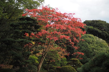 赤く色づいた紅葉の木