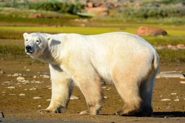 polar bear on the tundra outside Churchill, Canada