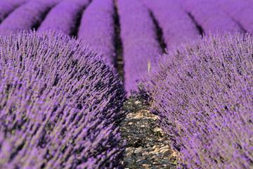 Fototapeta na wymiar closed plane of a lavender field, with ups and downs, the camera is at ground level, between two lines of lavender