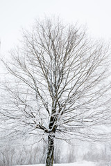 Snow covered tree on an overcast day