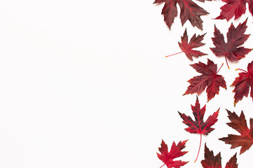 Autumn composition. Red burgundy maple leaves isolated on white background. Flat lay, top view,...