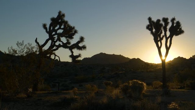 SUN FLARE, SILHOUETTE: Scenic shot of Yucca palm tree silhouettes at golden sunrise. Golden sunbeams illuminate the fascinating Joshua trees in the Mojave desert.Picturesque twilight in the desert.