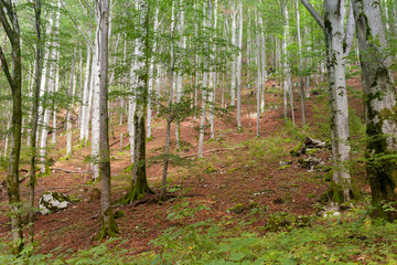 stimmungsvoller Wald, Alpen, Österreich,