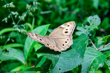 Butterfly on green leaf with green background