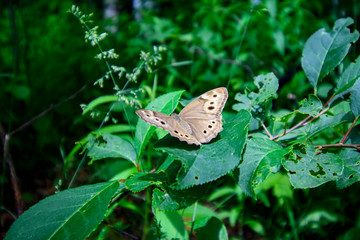 Butterfly on green leaf with green background