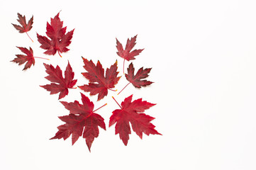 Autumn composition. Red burgundy maple leaves isolated on white background. Flat lay, top view,...