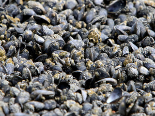 mussels covered with barnacles on a beach