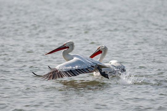 Dalmation Pelican taking off seen at jamnagar,Gujarat,India