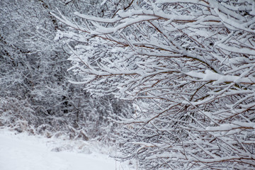 Snow covered branches form a natural abstract