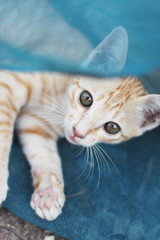 Cute Orange Kitten striped cat enjoy and relax on blue net in garden with natural sunlight