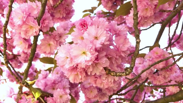 Pink cherry blossoms in spring on a tree