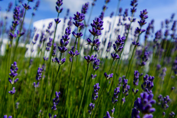 field of lavender flowers with two white chairs in background