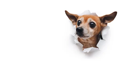 Poster Snuit met insectenogen. Het hoofd van een oude hond door een gat op een wit gescheurde papieren achtergrond. Russische speelgoedterriër. Horizontaal studiobeeld, kopieer ruimte. Concept van spion, nieuwsgierigheid en snuffelen. © shchus