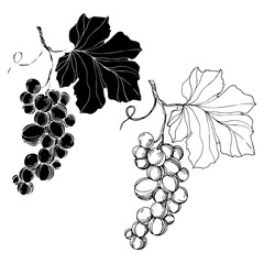Fototapeta premium Vector Grape berry healthy food. Black and white engraved ink art. Isolated grape illustration element.