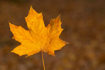 Naklejka na ściany i meble autumn maple leaf