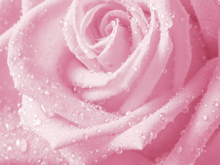 Blurred of rose flowers pink blooming. in the pastel color style for background.