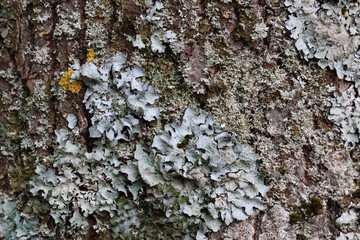 Texture écorce d'arbre avec lichen et mousse en macrophotographie