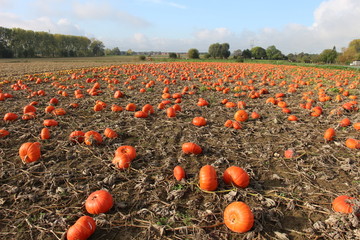 Fototapeta premium citrouilles halloween