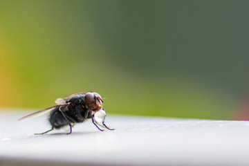 Extraintestinale Verdauung der Stubenfliege zeigt Verdauungsblase wie ein Wassertropfen vor dem Saugrüssel der Fliege zur Nährstoffgewinnung und Nährstoffaufnahme als Zeichen von mangelnder Hygiene