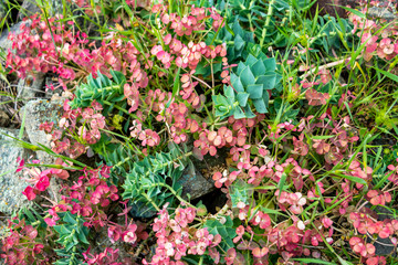 Devil's Canyon springtime succulent vegetation on Arda River, Kardzhali Province, Bulgaria, natural background