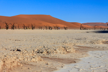 Dead trees in the Sossusvlei valley, Namibia