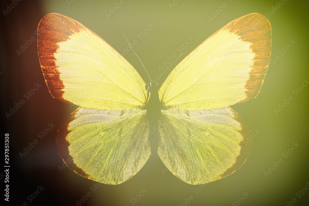 Poster colored butterfly on a black background with a beautiful glow.