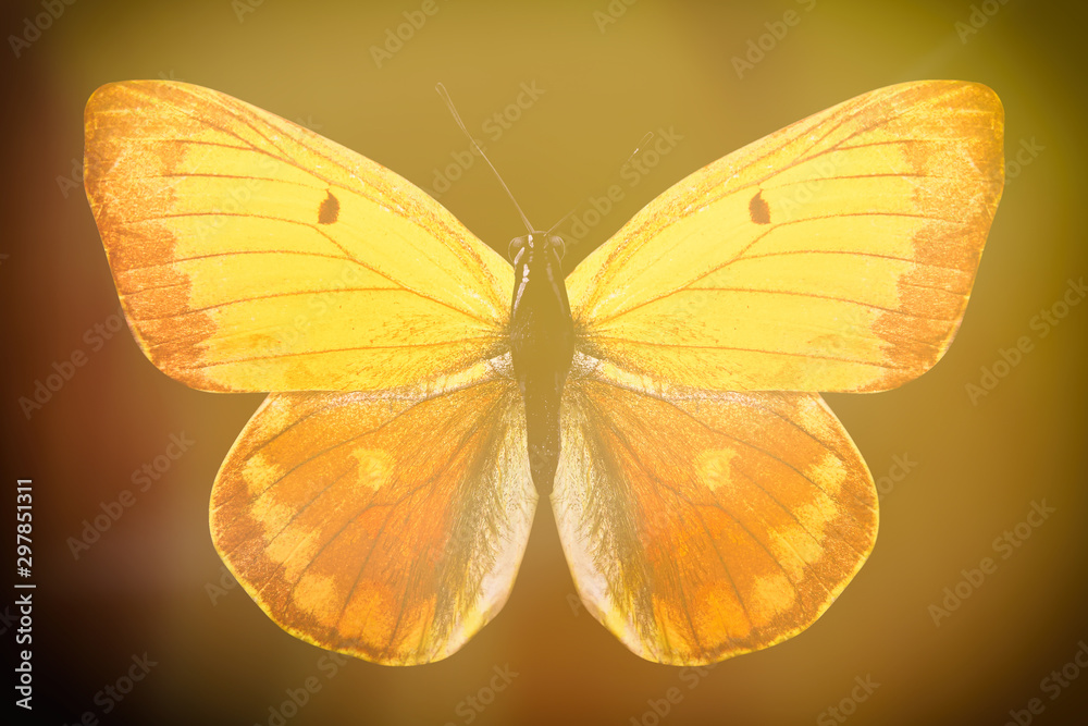 Poster colored butterfly on a black background with a beautiful glow.