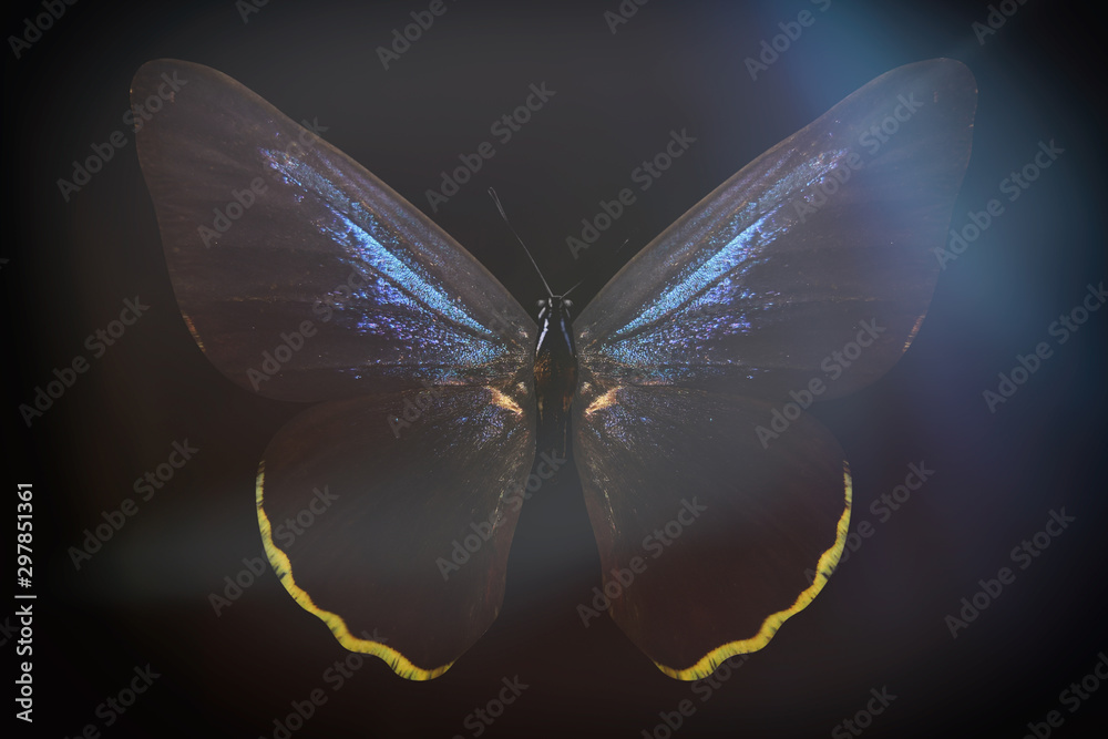 Poster colored butterfly on a black background with a beautiful glow.