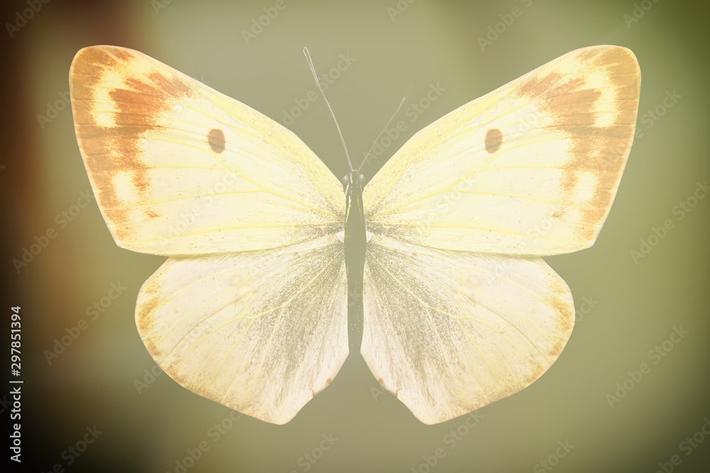 Poster colored butterfly on a black background with a beautiful glow.