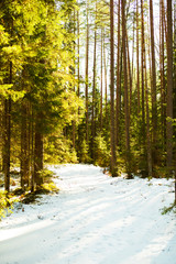 Fototapeta premium road in the forest
