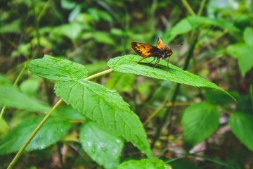 butterfly on plant leaf