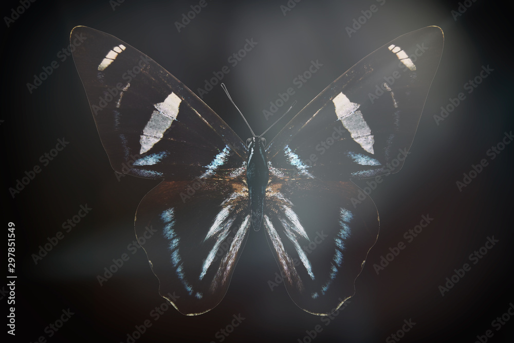 Poster colored butterfly on a black background with a beautiful glow.