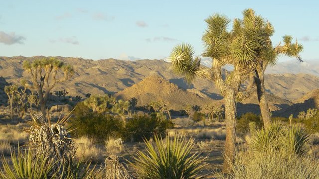 Picturesque shot of yucca palm trees surrounded by arid rocky hills deep in the rugged Mojave desert. Scenic landscape and flora in the fascinating Joshua tree national park in sunny California.