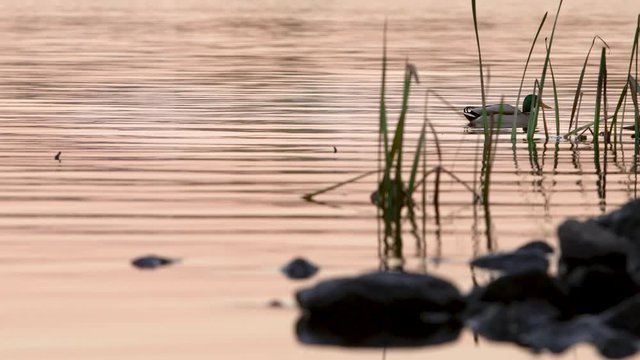 Wild duck swims near the lake hiding behind the reeds during sunset in calm weather