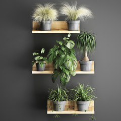 decorative shelves with potted plants