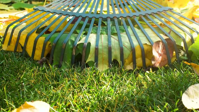 Rake on wooden handle rakes colored autumn leaves in garden with green grass and sun flares light. Close up 4k slow motion footage.