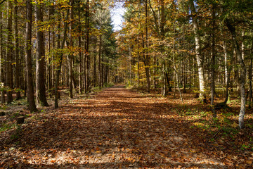 Fototapeta premium Herbst in Möhringen