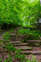 Obraz premium stair path in the forest