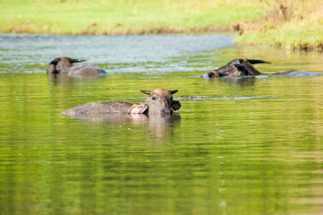 Fototapeta premium Buffaloes are swimming in a pond