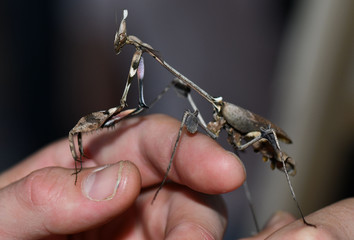 Amazing Mantis Aliens