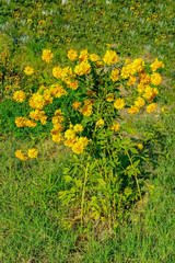 Золотой шар