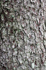 Fototapeta premium bark tree texture,