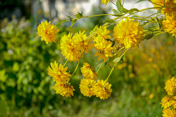 Золотой шар