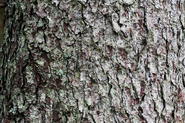 bark tree texture,